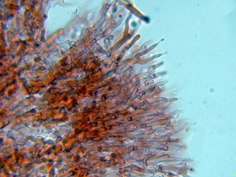 Cerinomyces volaticus 10 - Basidios-004